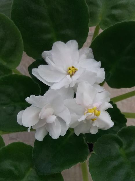 3 nov - ZZ RS Amulet sport