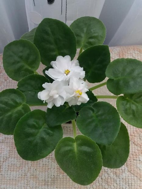 3 nov - ZZ RS Amulet sport