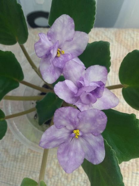 3 nov - ZZ AE Fly To The Moon