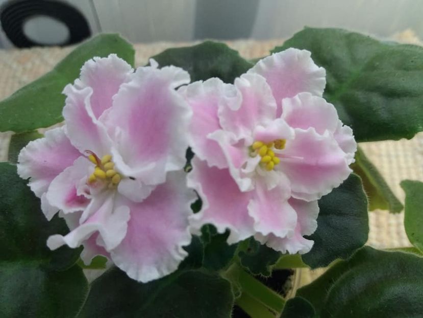 3 nov - ZZ LE Sulamif