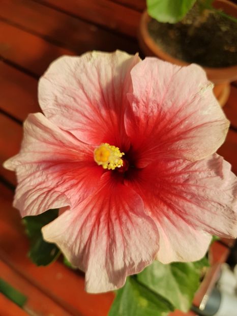  - 1-2 HIBISCUS
