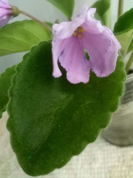 23 oct - ZZ Bol s Evening Irja