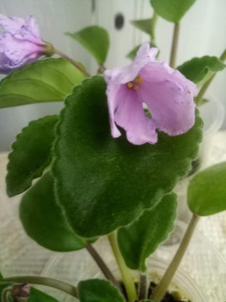 23 oct - ZZ Bol s Evening Irja