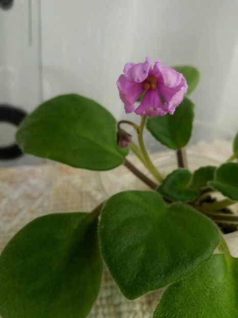 23 oct - ZZ Bol s Evening Irja