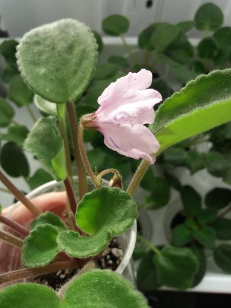 5 nov - ZZ Bol s Evening Irja