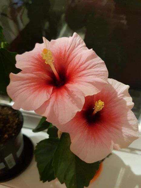  - 1-2 HIBISCUS