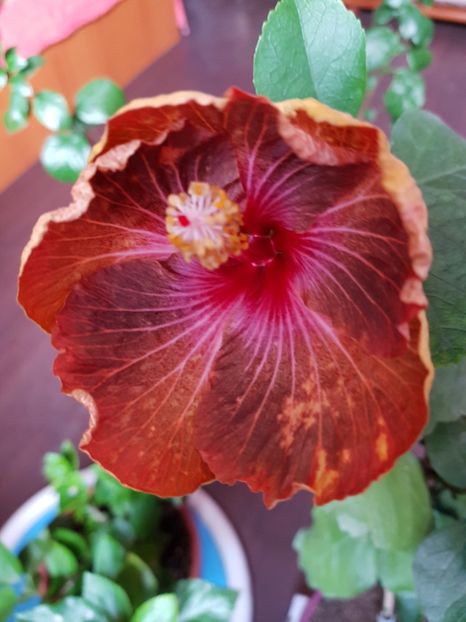  - 1-2 HIBISCUS