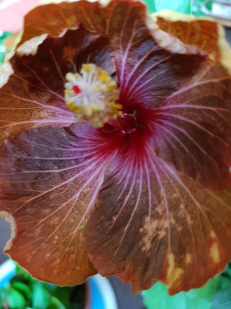 DP s Skippers Gold - 1-2 HIBISCUS