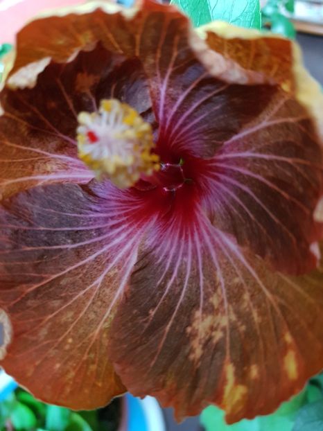 DP s  Skippers Gold - 1-2 HIBISCUS