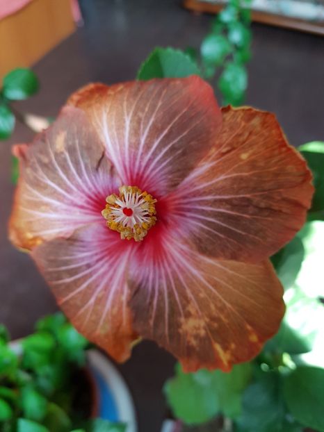 20181019_123201(0) - 1-2 HIBISCUS