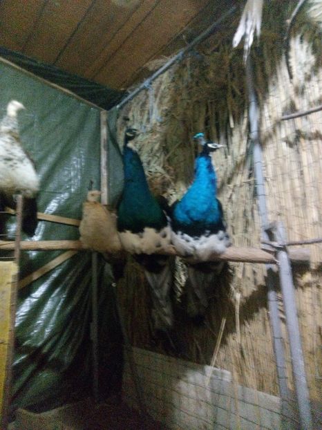 poze telefon ana 042 - pasarile mele