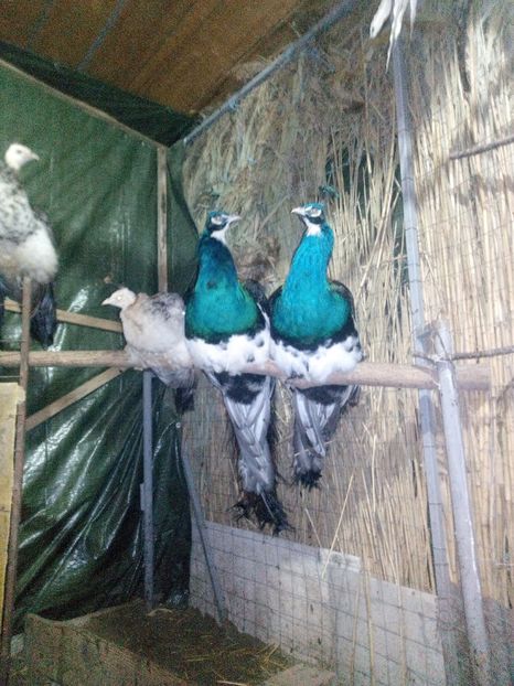 poze telefon ana 054 - pasarile mele