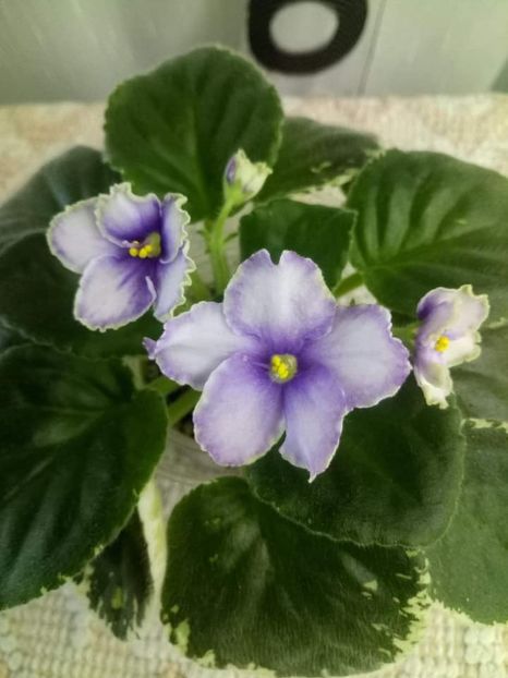 23 oct - ZZ Ma s Spanish Eyes