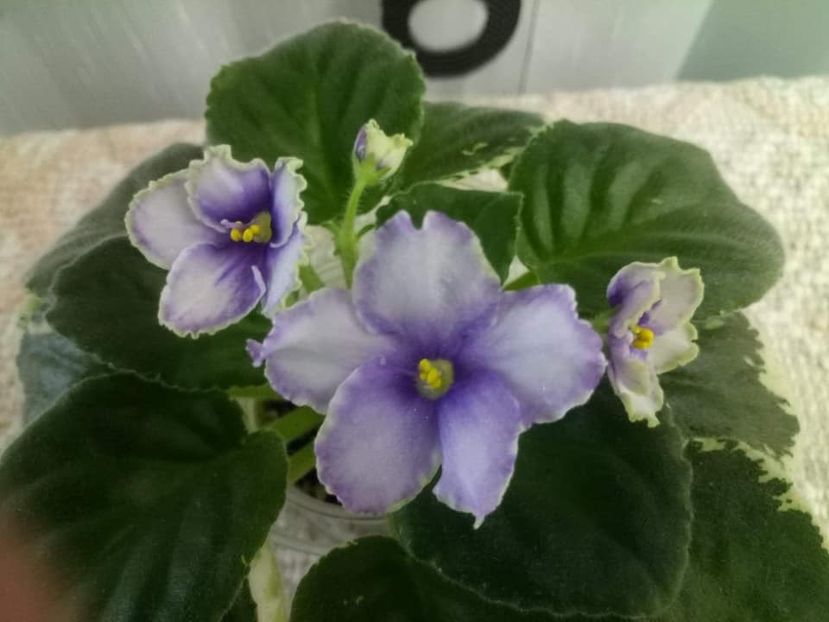 23 oct - ZZ Ma s Spanish Eyes