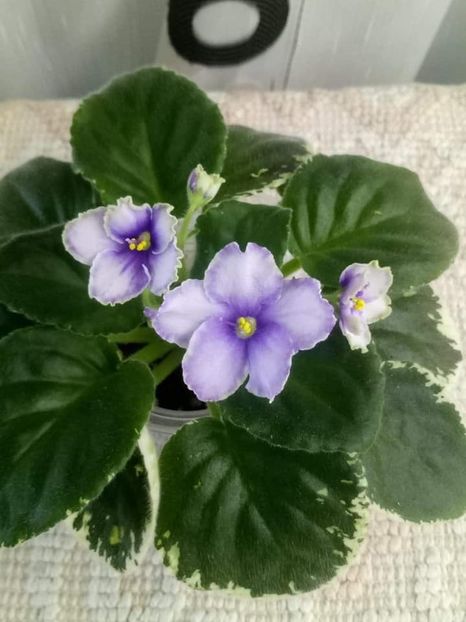 23 oct - ZZ Ma s Spanish Eyes