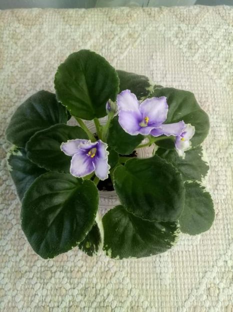 23 oct - ZZ Ma s Spanish Eyes