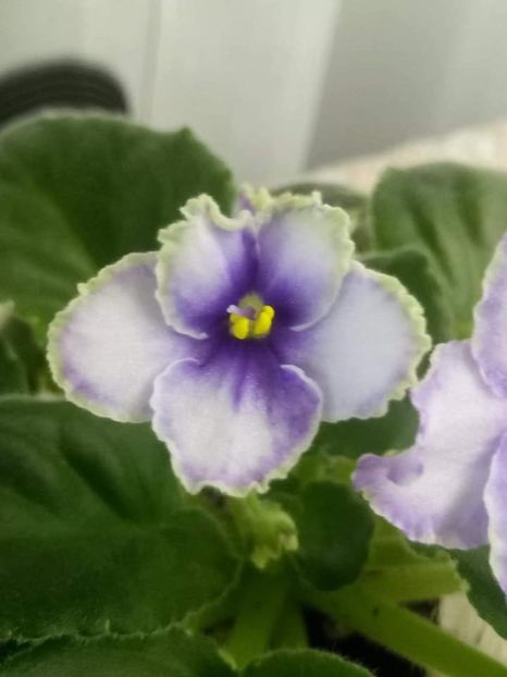 23 oct - ZZ Ma s Spanish Eyes