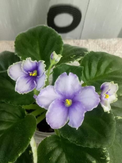 23 oct - ZZ Ma s Spanish Eyes