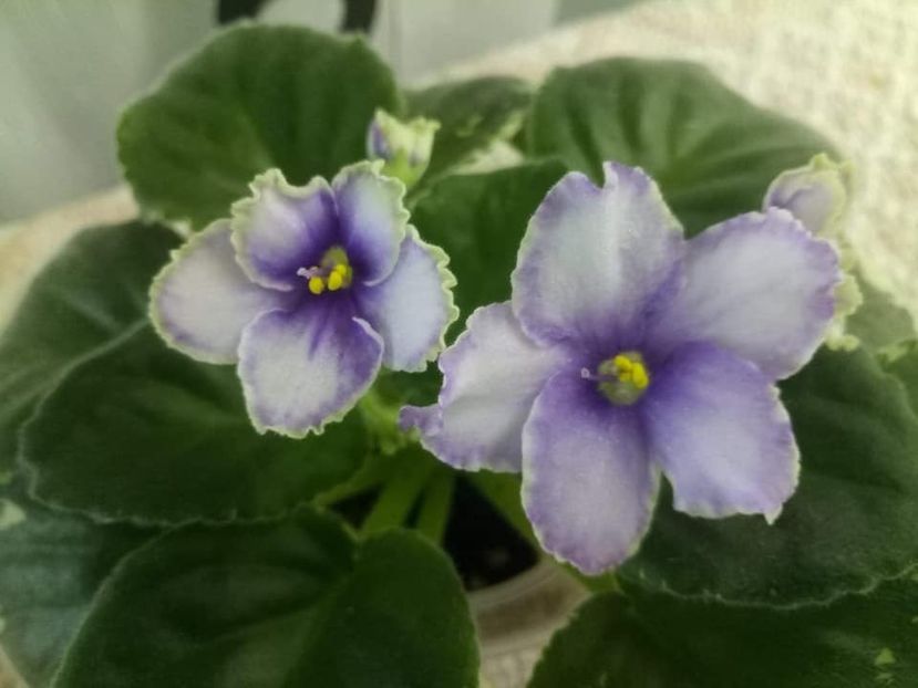 23 oct - ZZ Ma s Spanish Eyes