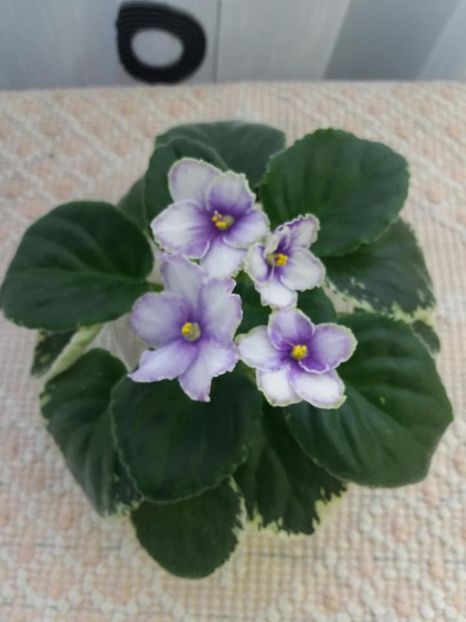 26 oct - ZZ Ma s Spanish Eyes