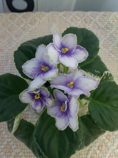 1 nov - ZZ Ma s Spanish Eyes