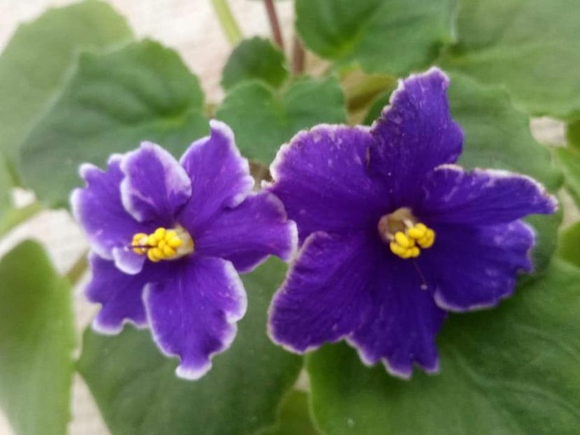 3 nov - ZZ Grape Glory