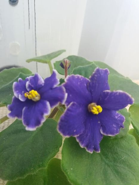 3 nov - ZZ Grape Glory