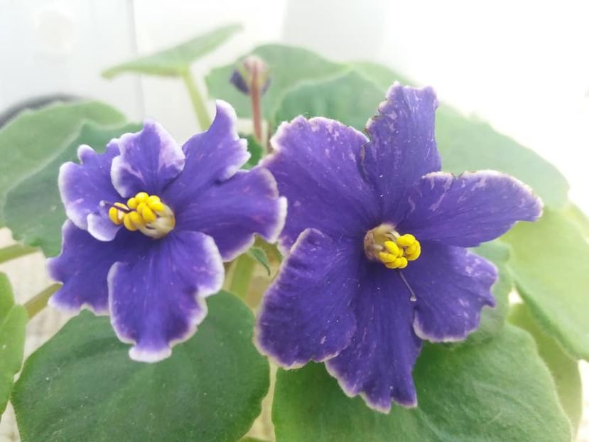 3 nov - ZZ Grape Glory