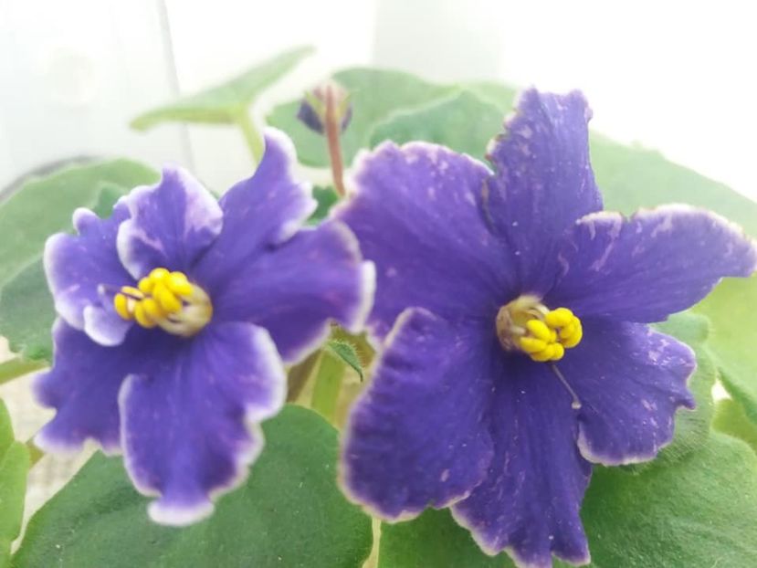 3 nov - ZZ Grape Glory