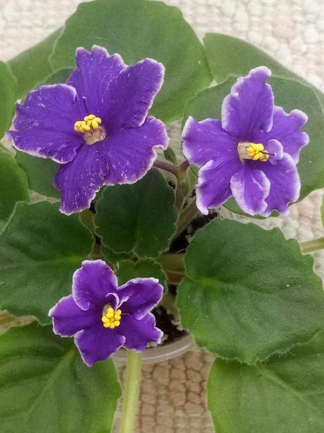 5 nov - ZZ Grape Glory