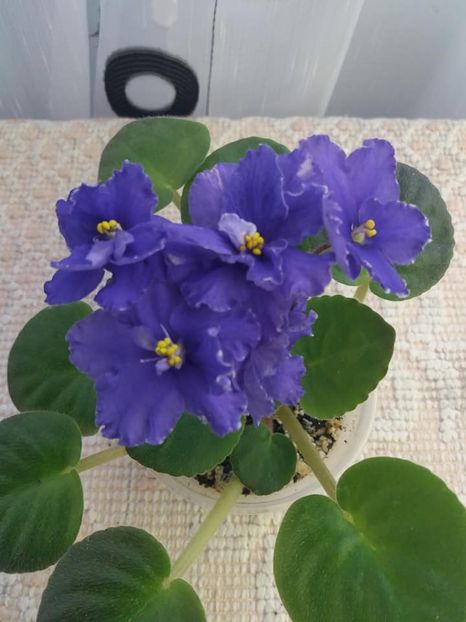 1 nov - ZZ Ethel s Explosion sport