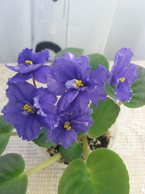 1 nov - ZZ Ethel s Explosion sport