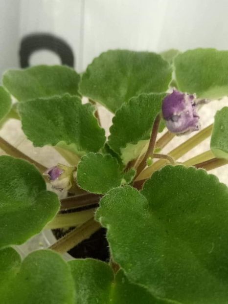 23 oct - ZZ Ness Cranberry Lace