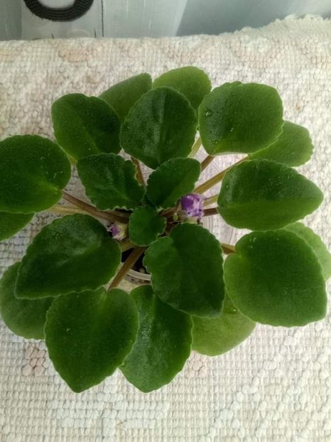 23 oct - ZZ Ness Cranberry Lace