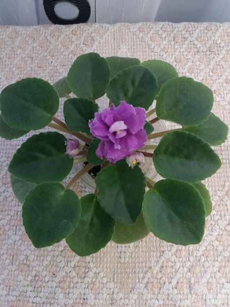 1 nov - ZZ Ness Cranberry Lace