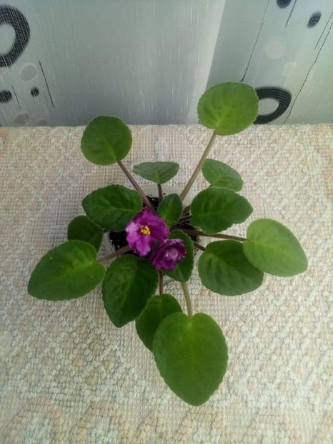 26 oct - RS Birth of Down