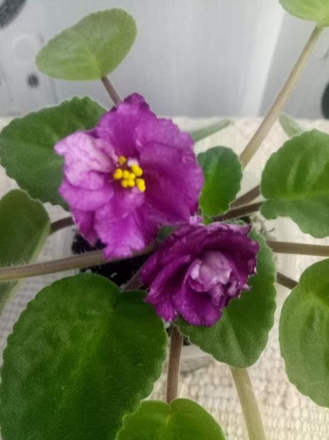 26 oct - RS Birth of Down