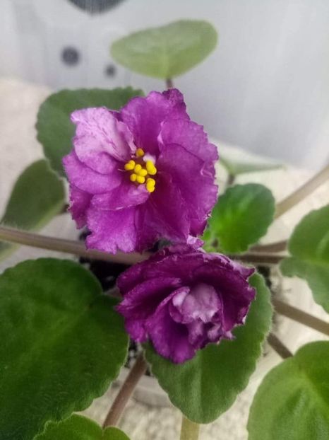 26 oct - RS Birth of Down