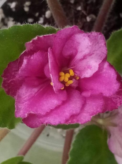 3 nov - RS Birth of Down