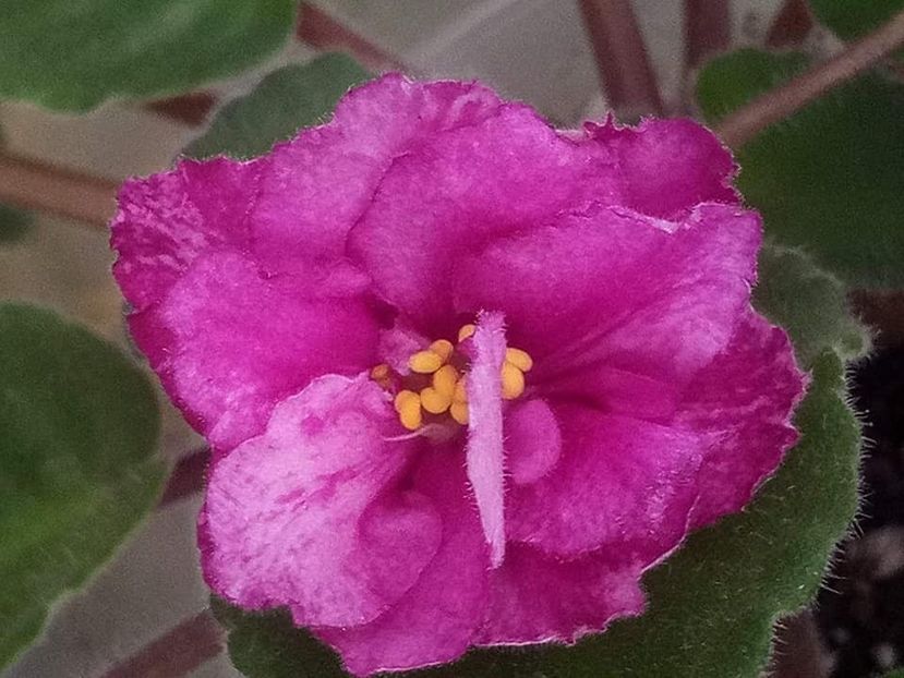 5 nov - RS Birth of Down