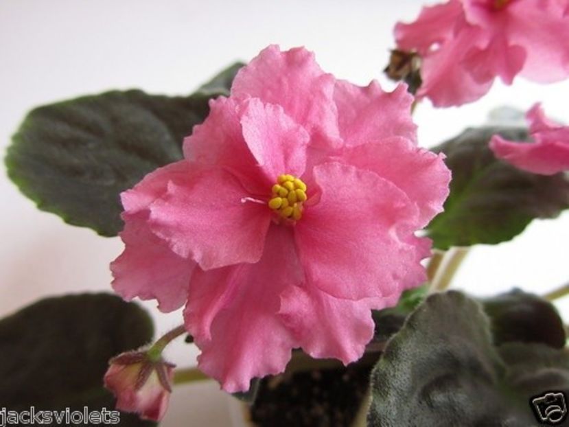 Alamo Flame poza net - ZZ Alamo Flame