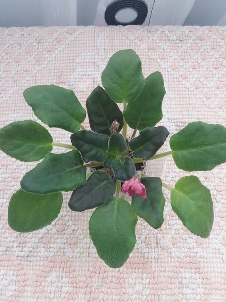 3 nov - ZZ Alamo Flame