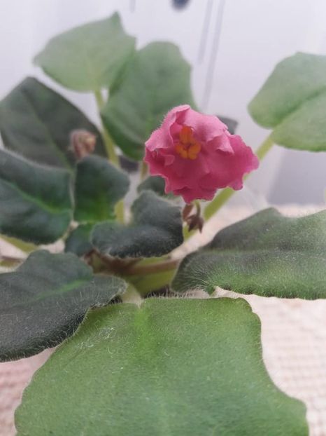 3 nov - ZZ Alamo Flame