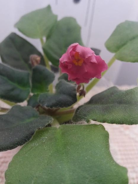 3 nov - ZZ Alamo Flame