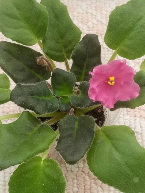 5 nov - ZZ Alamo Flame