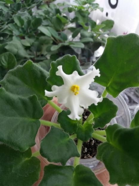 23 oct - Golden Autumn