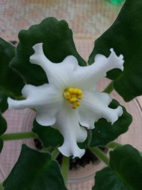 23 oct - Golden Autumn