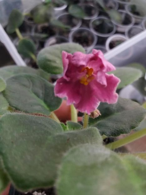 20 oct - ZZ RS Magic Karmen