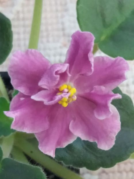 23 oct - ZZ RS Magic Karmen