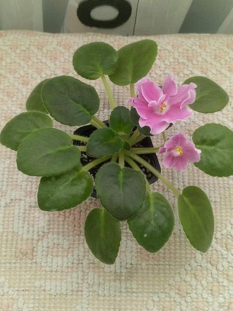 5 nov - ZZ RS Magic Karmen